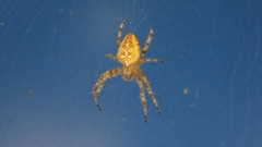 Araneus diadematus