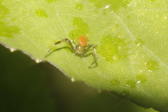 Misumenoides formosipes