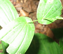 Uvularia perfoliata