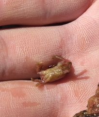 Glebocarcinus oregonensis