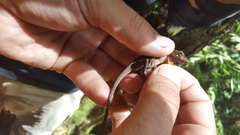 Anolis heteropholidotus