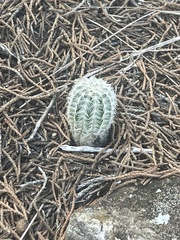 Echinocereus reichenbachii caespitosus