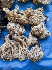 Ramaria rasilispora