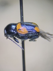 Cryptocephalus notatus