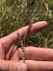 Paspalum floridanum