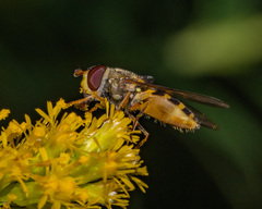 Syrphus rectus