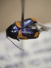 Cryptocephalus notatus
