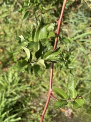 Rosa palustris