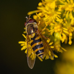 Syrphus rectus