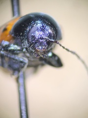 Cryptocephalus notatus