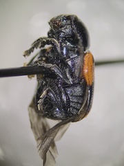 Cryptocephalus notatus