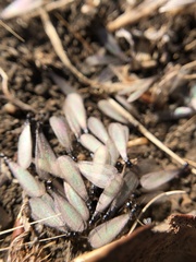 Reticulitermes hesperus