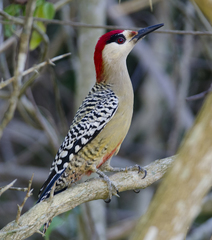 Melanerpes superciliaris