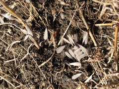 Reticulitermes hesperus