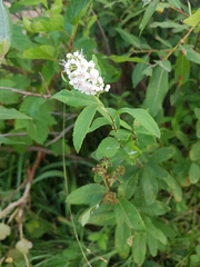 Spiraea alba alba
