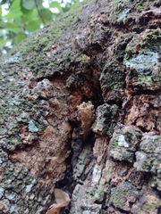 Tetragonisca angustula