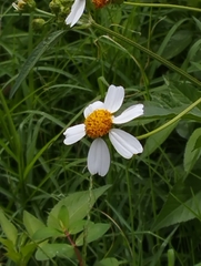 Bidens odorata