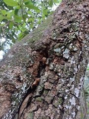 Tetragonisca angustula