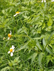 Bidens odorata