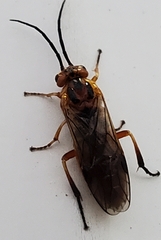 Nematinae