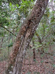 Tetragonisca angustula