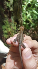 Anolis heteropholidotus