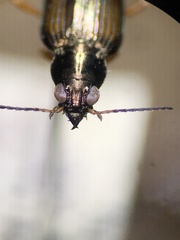 Bembidion confusum