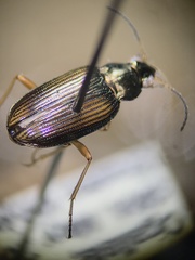 Bembidion confusum