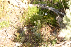 Antennaria parvifolia