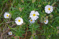 Cistus monspeliensis