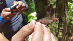 Anolis heteropholidotus