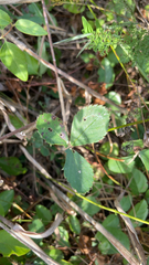 Fragaria virginiana