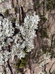 Myelochroa aurulenta