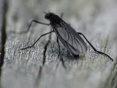 Penthetria heteroptera
