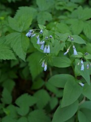 Mertensia paniculata