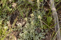 Antennaria parvifolia