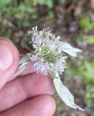 Pycnanthemum incanum
