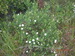 Cistus monspeliensis