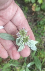 Pycnanthemum incanum