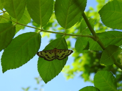 Anania hortulata