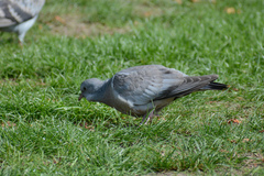 Columba oenas