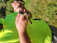 Thamnophis sirtalis pallidulus