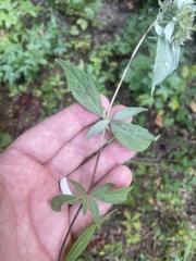 Pycnanthemum incanum