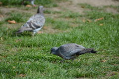 Columba oenas