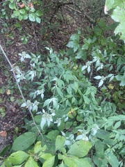 Pycnanthemum incanum