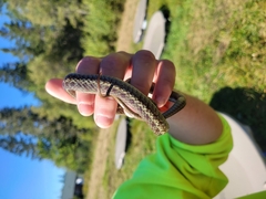 Thamnophis sirtalis pallidulus