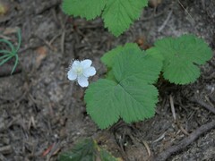 Rubus lasiococcus