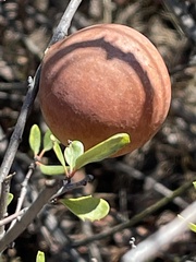 Andricus quercuscalifornicus