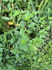 Acmella oppositifolia