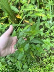 Acmella oppositifolia